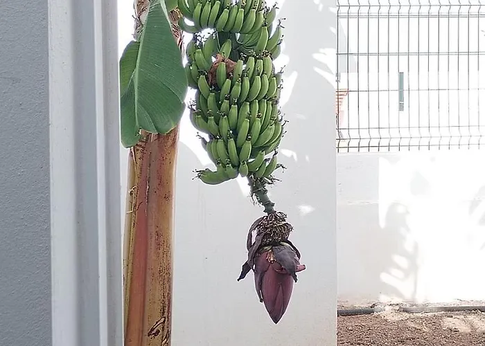 House At Sunny Tenerife * アロナ